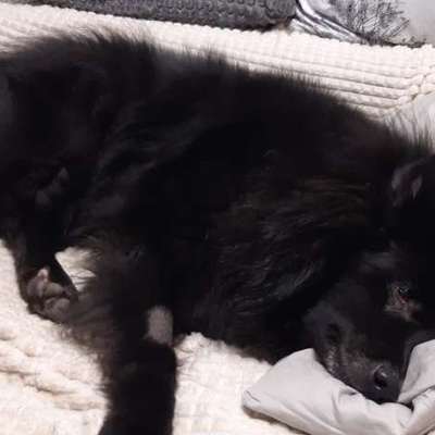 ⁉️🎄 Hund an Weihnachten nicht erwünscht?!-Beitrag-Bild