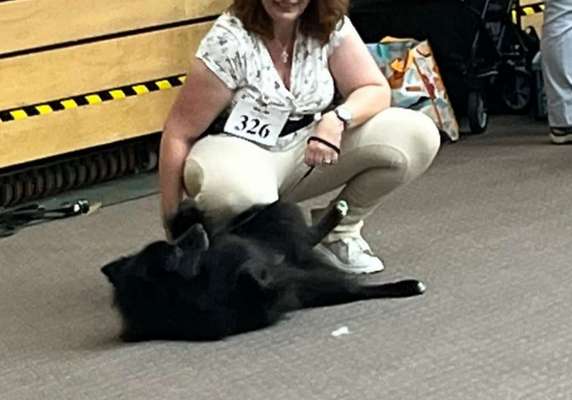 Die 21. Rostocker Rassehunde-Ausstellung: Eine Veranstaltung mit Vorbehalten?-Beitrag-Bild