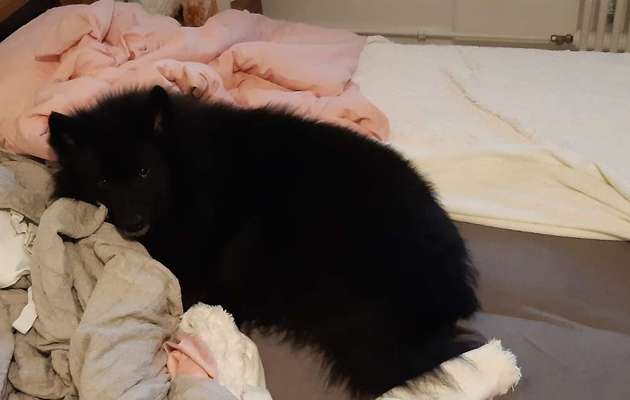 Fotowettbewerb "Liebeserklärung an deinen Hund!"-Beitrag-Bild