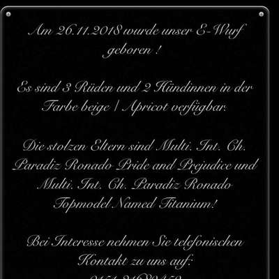 Qualzucht - Warum Aufklärung alleine nicht reicht-Beitrag-Bild