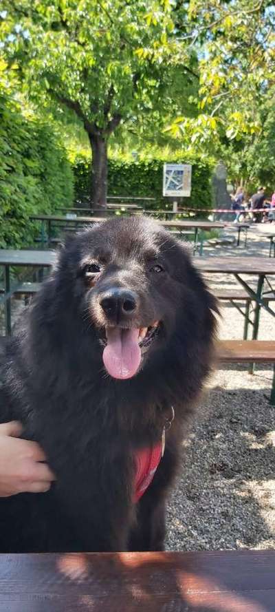 Reinrassige Hunde?-Beitrag-Bild