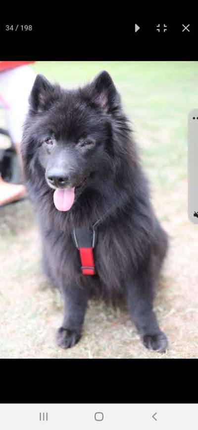 Fotowettbewerb "Liebeserklärung an deinen Hund!"-Beitrag-Bild