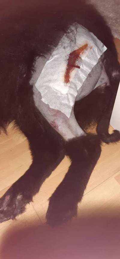 Mastzelltumor-Beitrag-Bild