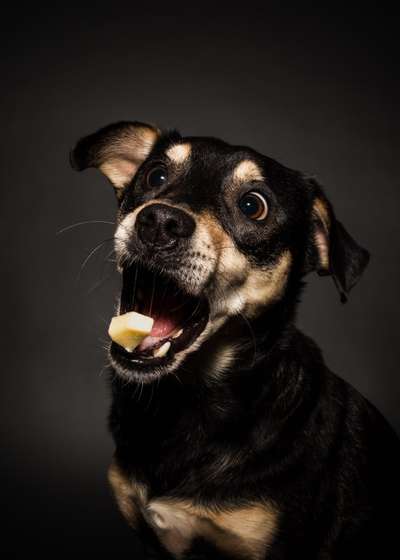 Zeige den lustigsten Blick deines Hundes-Beitrag-Bild