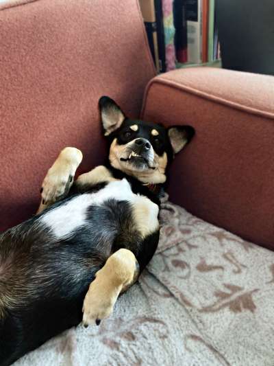 Zeige den lustigsten Blick deines Hundes-Beitrag-Bild