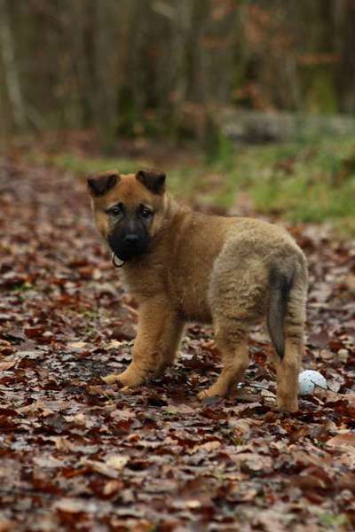 Hundetreffen-Welpen treffen-Bild