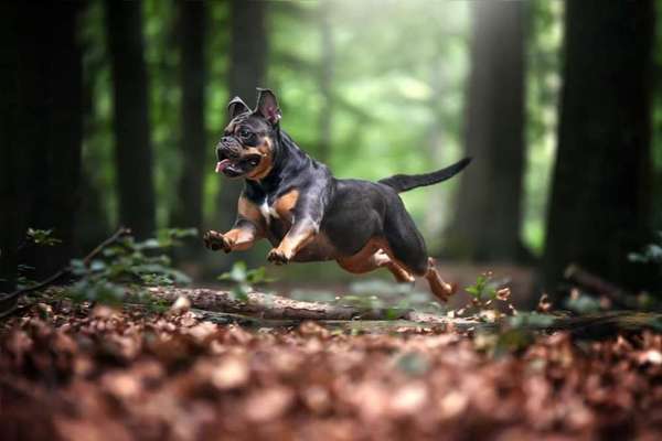 Fotochallenge No. 26                                     Wald und Wiese-Beitrag-Bild