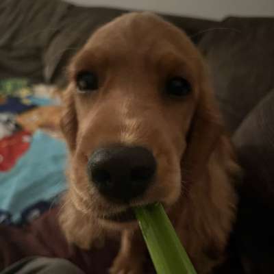 Hundetreffen-Welpentreffen Umkreis Bad Neustadt-Bild