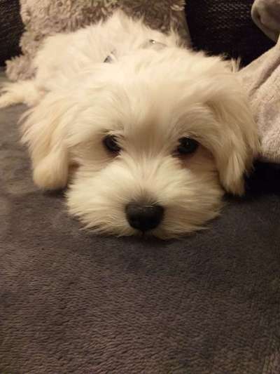 Dogorama Photo Challenge - Hundeblick zum hinschmelzen-Beitrag-Bild