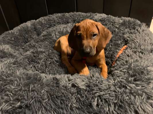 Rhodesian Ridgeback-Beitrag-Bild