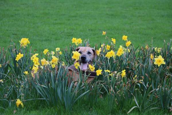Die Dogorama Monats Challenge "Es grünt und blüht"-Beitrag-Bild