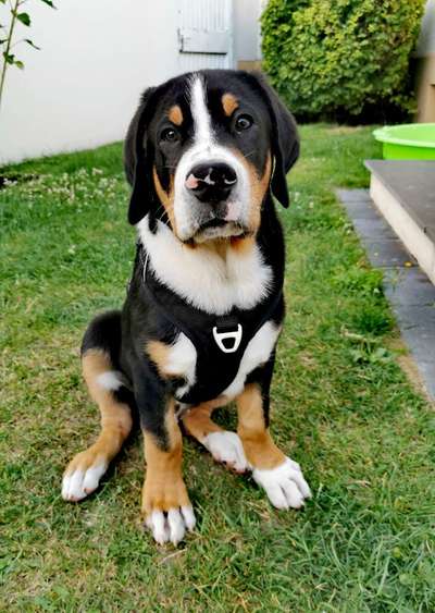 Hundetreffen-Gassi und Spiel Dates für Bobby gesucht-Bild