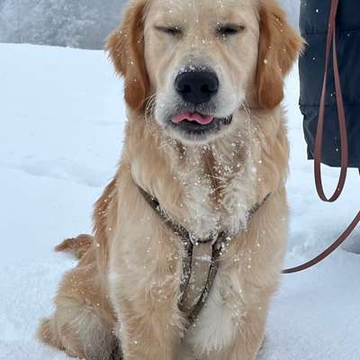 Hundetreffen-Gemeinsamer Spaziergang-Bild