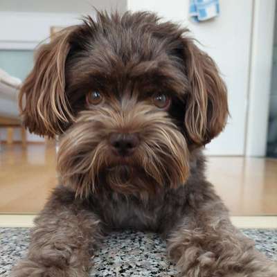 Hundetreffen-Unsicherer Hund sucht Trainingspartner & Freund-Bild