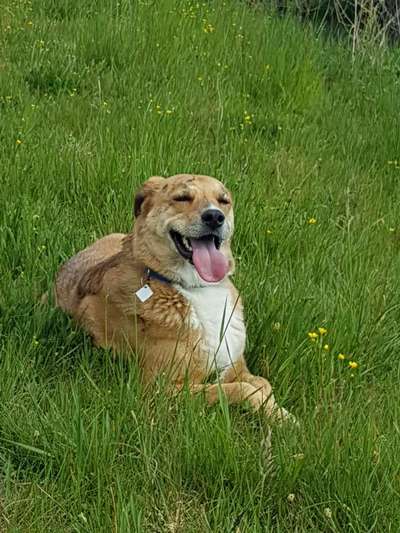 Die Dogorama Monats Challenge "Es grünt und blüht"-Beitrag-Bild