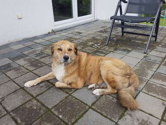 Gestromte fellnasen-Beitrag-Bild