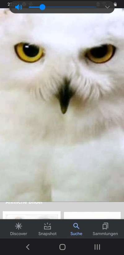 Wie heißt dein Hund?-Beitrag-Bild