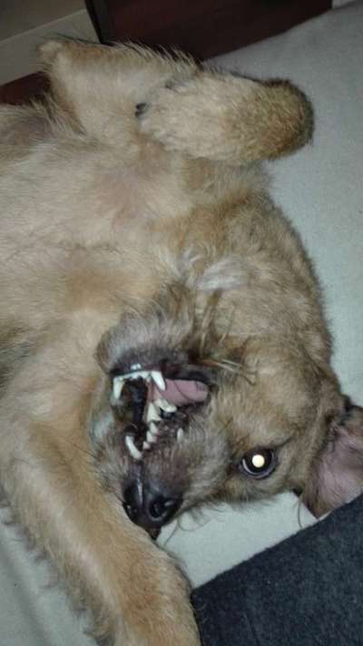 Die Dogorama Wochen Challenge-Beitrag-Bild