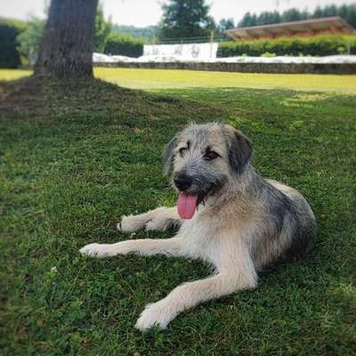 Hundetreffen-Lara sucht Trainingspartner 🐾-Bild