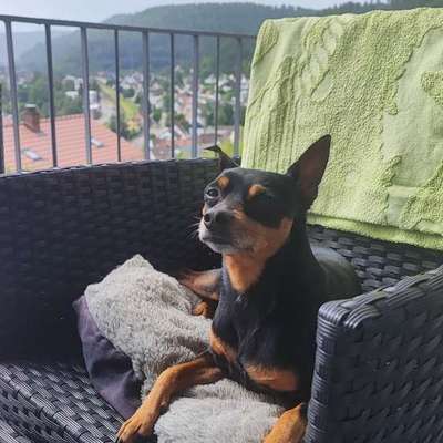 Hundetreffen-Trainingspartner gesucht 🐾-Bild