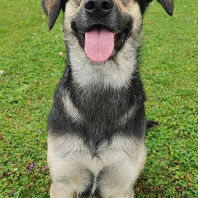 Hundetreffen-Blaki sucht Trainingspartner-Bild