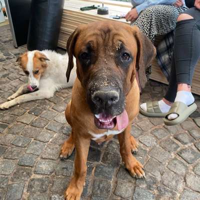 Hundetreffen-Hundetreff woltmershausen seehausen-Profilbild