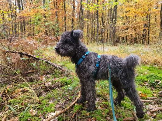 Reinrassige Hunde?-Beitrag-Bild