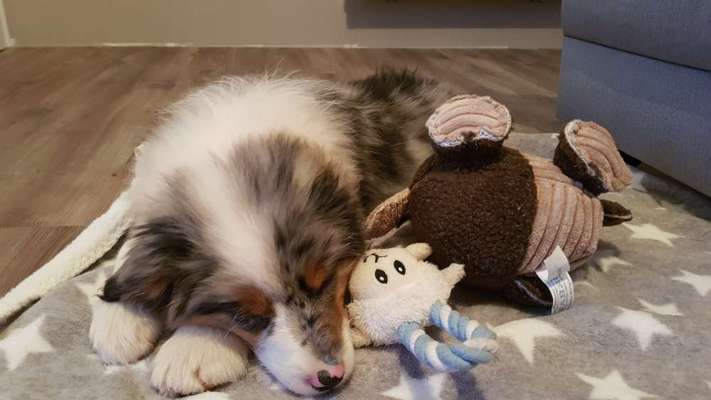 Welpen Bilder !-Beitrag-Bild