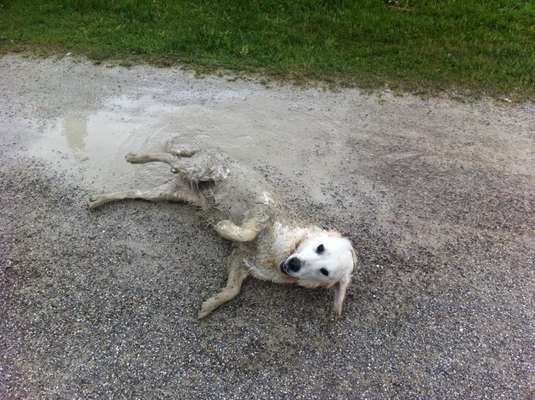 Wo sind die Golden Retriever Liebhaber?-Beitrag-Bild