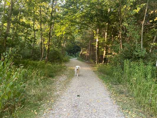 Wo sind die Golden Retriever Liebhaber?-Beitrag-Bild