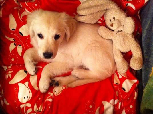 Wo sind die Golden Retriever Liebhaber?-Beitrag-Bild