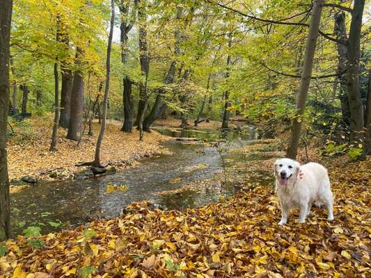 Wo sind die Golden Retriever Liebhaber?-Beitrag-Bild