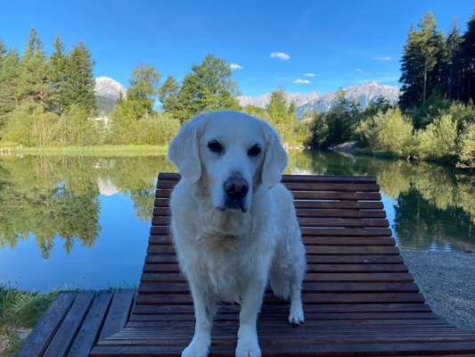 Wo sind die Golden Retriever Liebhaber?-Beitrag-Bild