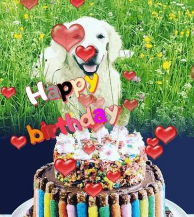 Wo sind die Golden Retriever Liebhaber?-Beitrag-Bild