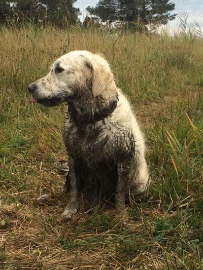 Wo sind die Golden Retriever Liebhaber?-Beitrag-Bild