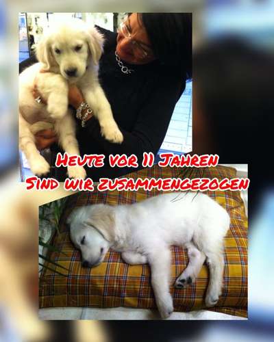 Wo sind die Golden Retriever Liebhaber?-Beitrag-Bild