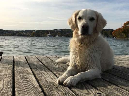 Wo sind die Golden Retriever Liebhaber?-Beitrag-Bild