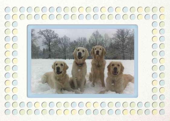 Wo sind die Golden Retriever Liebhaber?-Beitrag-Bild