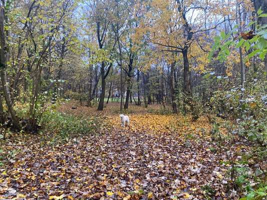 Wo sind die Golden Retriever Liebhaber?-Beitrag-Bild