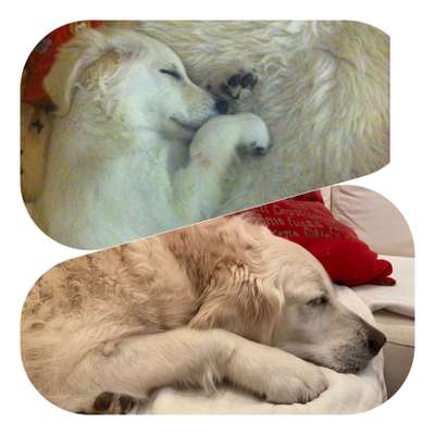 Wo sind die Golden Retriever Liebhaber?-Beitrag-Bild