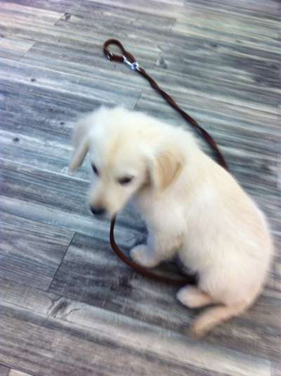 Wo sind die Golden Retriever Liebhaber?-Beitrag-Bild