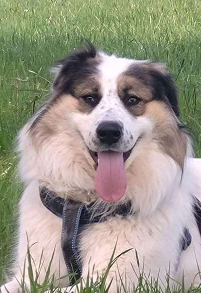 Hundetreffen-Stürmischer Brubler-Bild