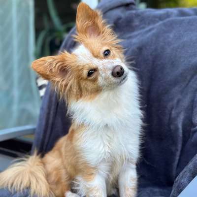Hundetreffen-Spielen oder Spazieren-Bild