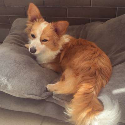 Hundetreffen-Treffen 🐩🩷-Bild