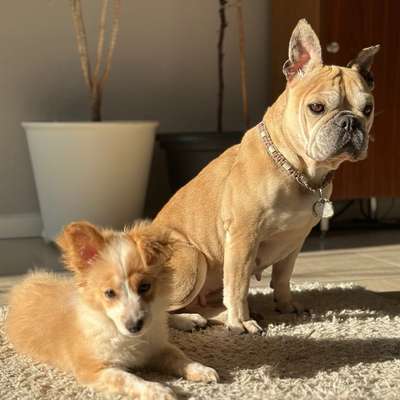 Hundetreffen-Gassi/SocialWalk/…-Bild