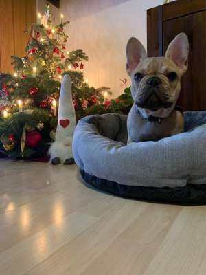 Hundetreffen-Welpentreffen Alfter & Umgebung-Bild