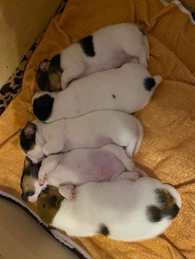 Wo sind die Jack und Parson Russell Terrier?-Beitrag-Bild