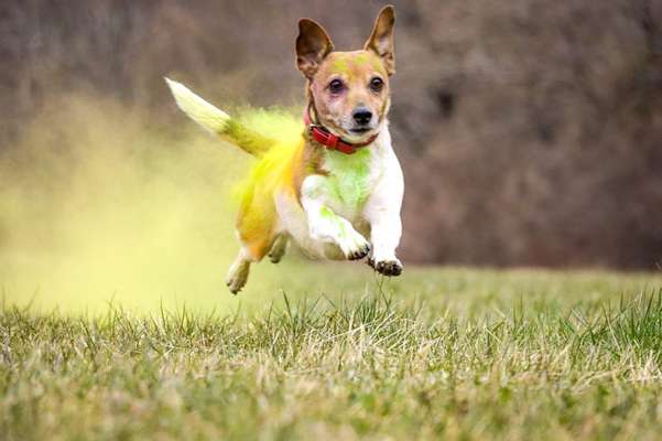 Wo sind die Jack und Parson Russell Terrier?-Beitrag-Bild