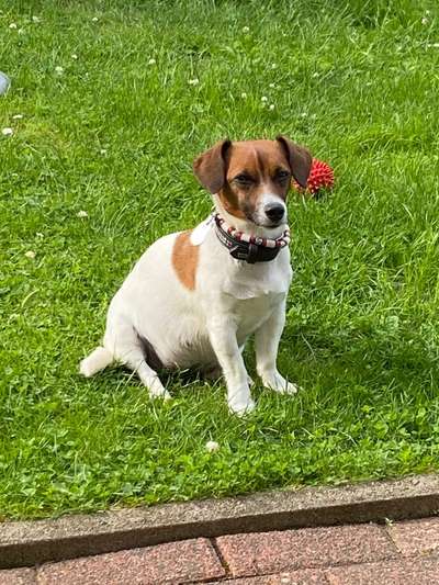 Wo sind die Jack und Parson Russell Terrier?-Beitrag-Bild