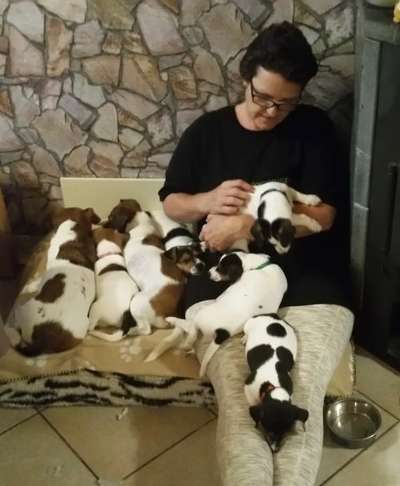 Wo sind die Jack und Parson Russell Terrier?-Beitrag-Bild